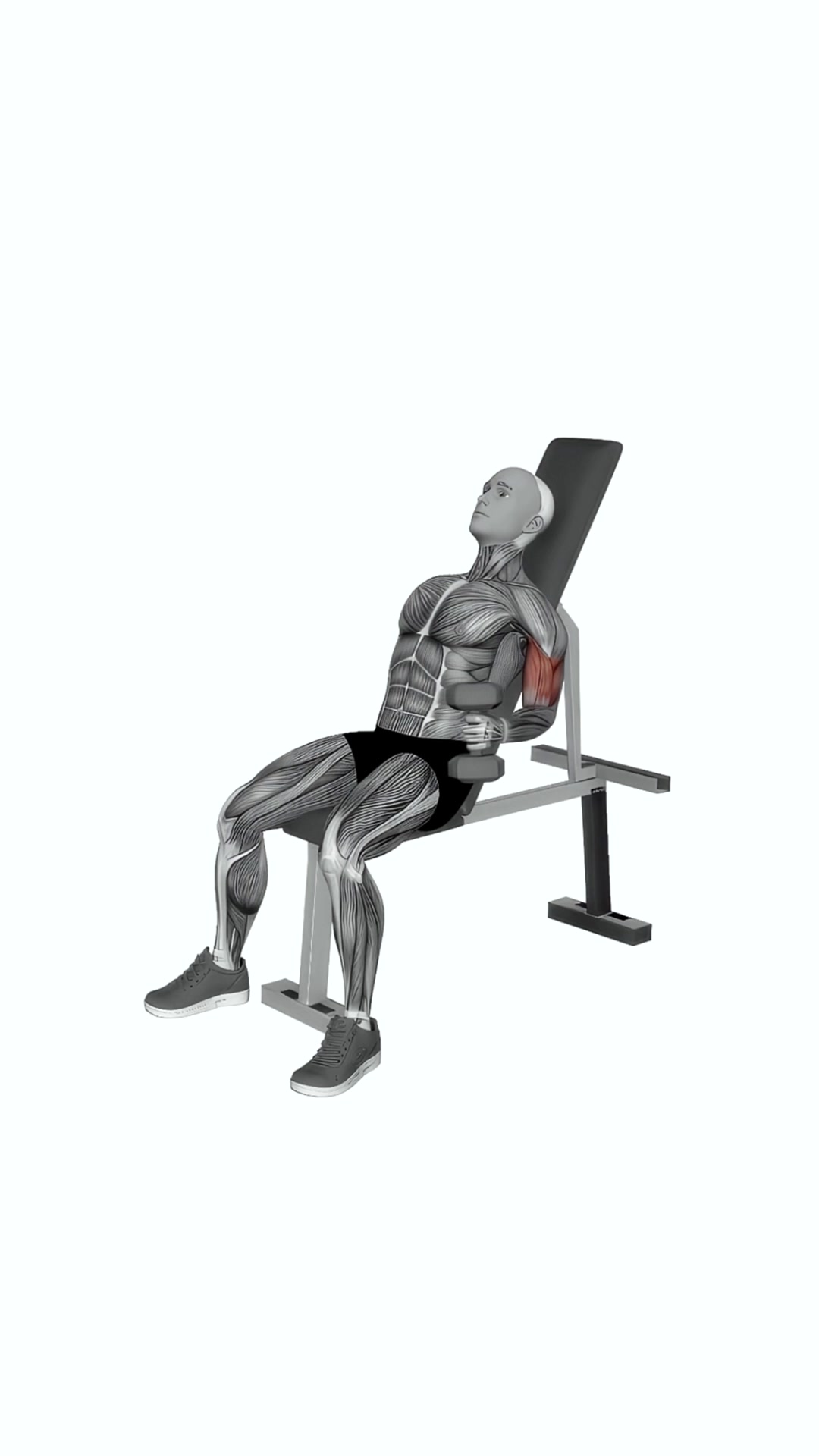 Dumbbell Incline Alternate Hammer Curl