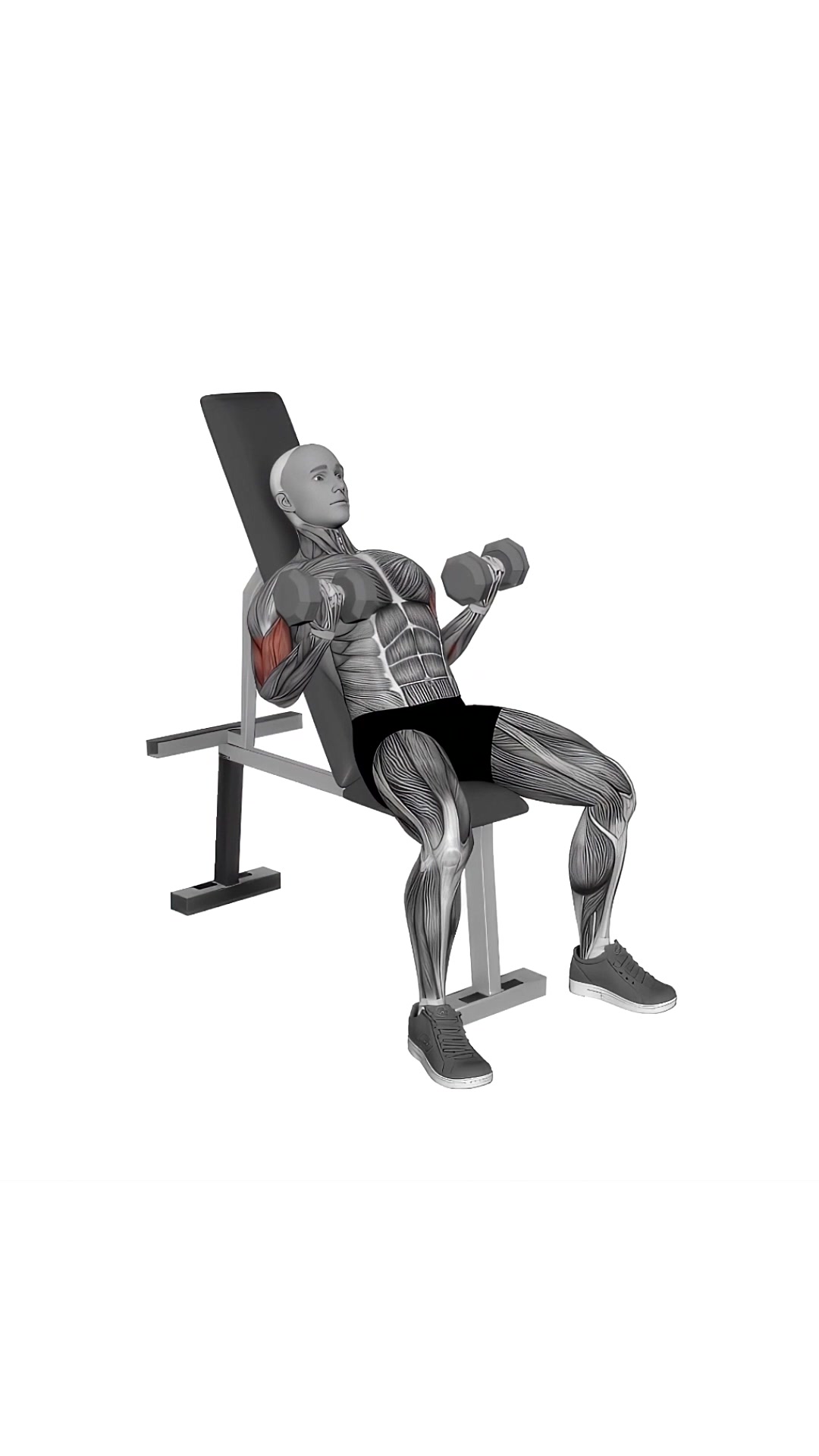 Dumbbell Incline Biceps Simultaneous Curl