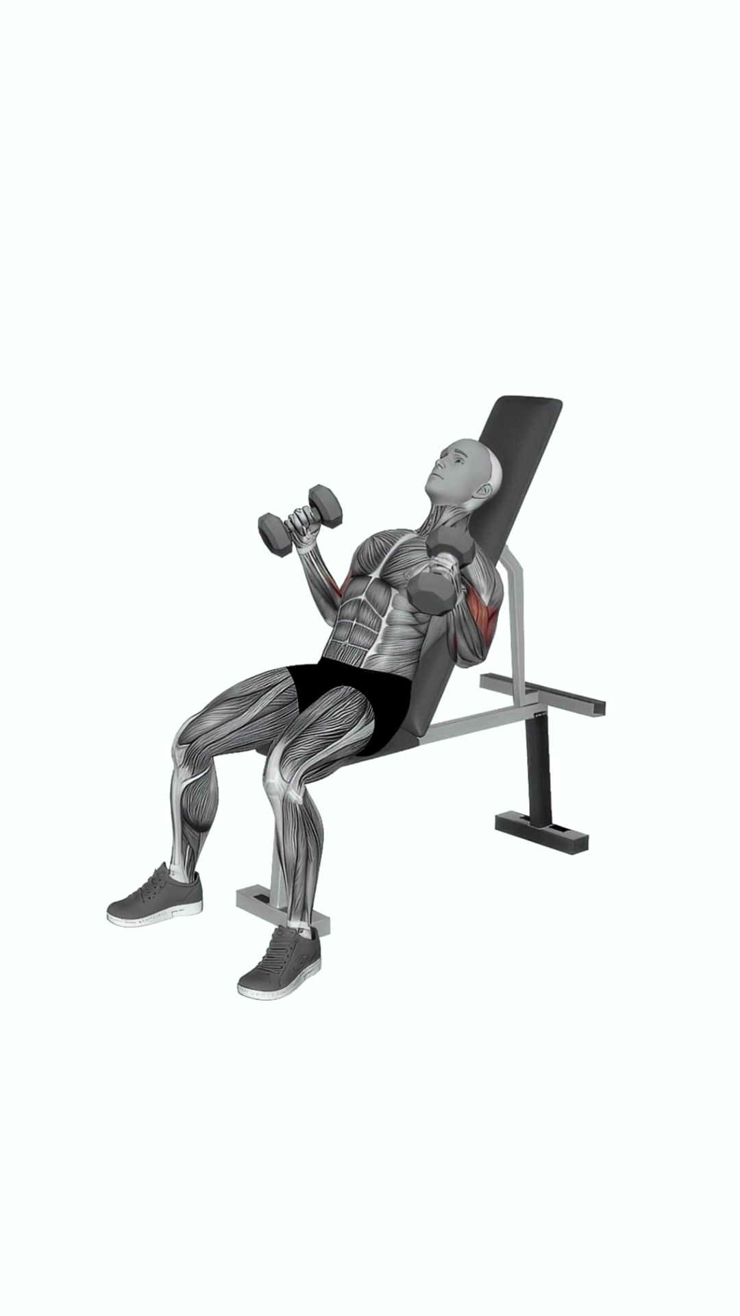 Dumbbell Incline Hammer Simultaneous Curl