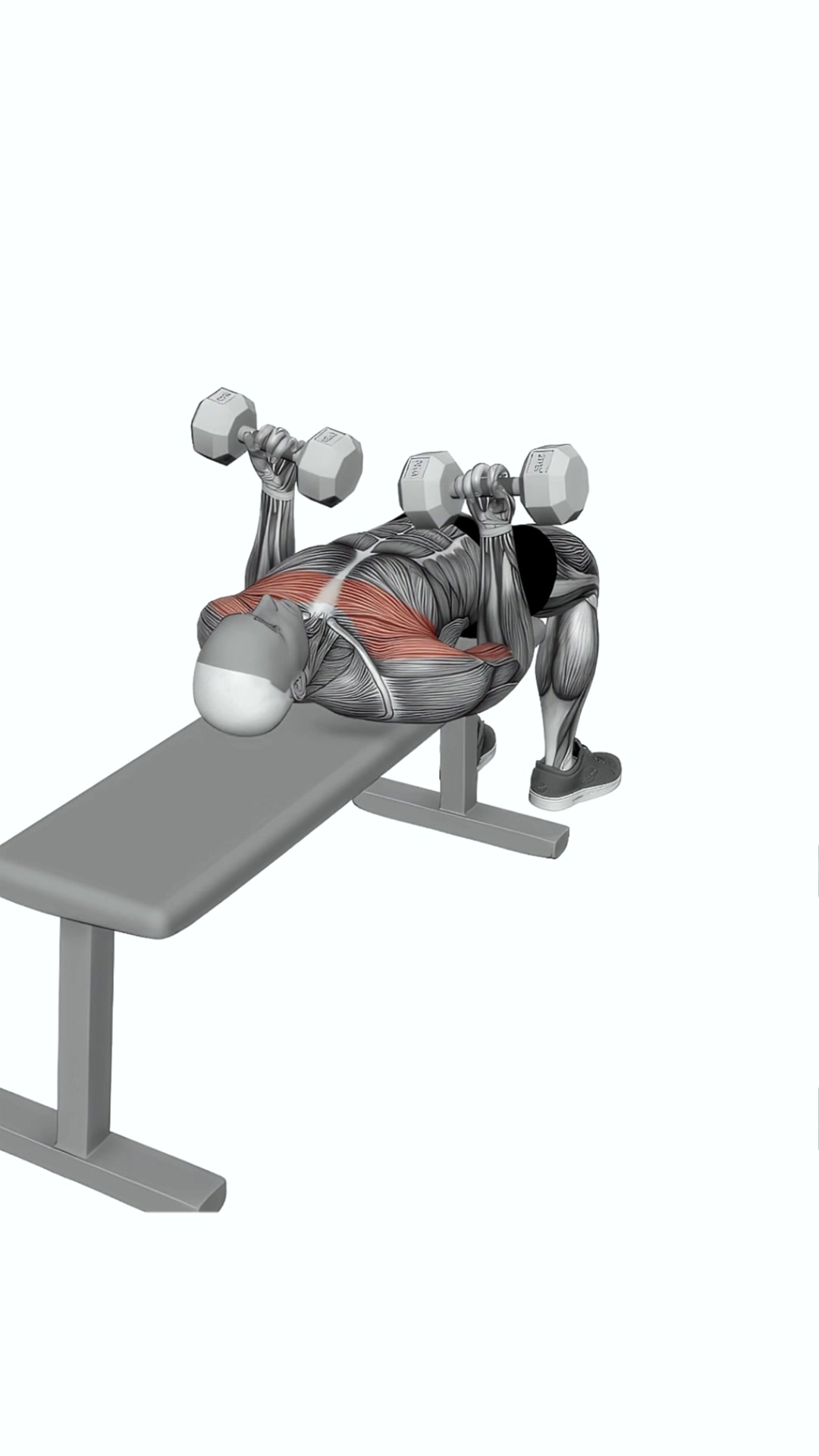 Dumbbell Lying Supine Curl