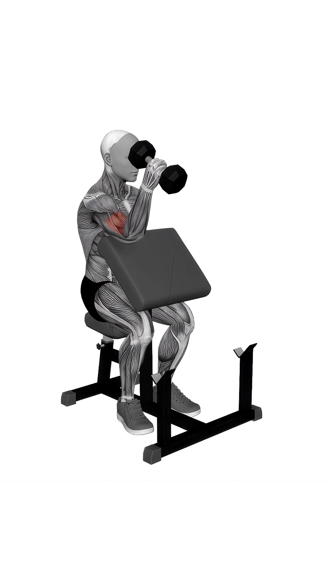 Dumbbell One Arm Hammer Preacher Curl