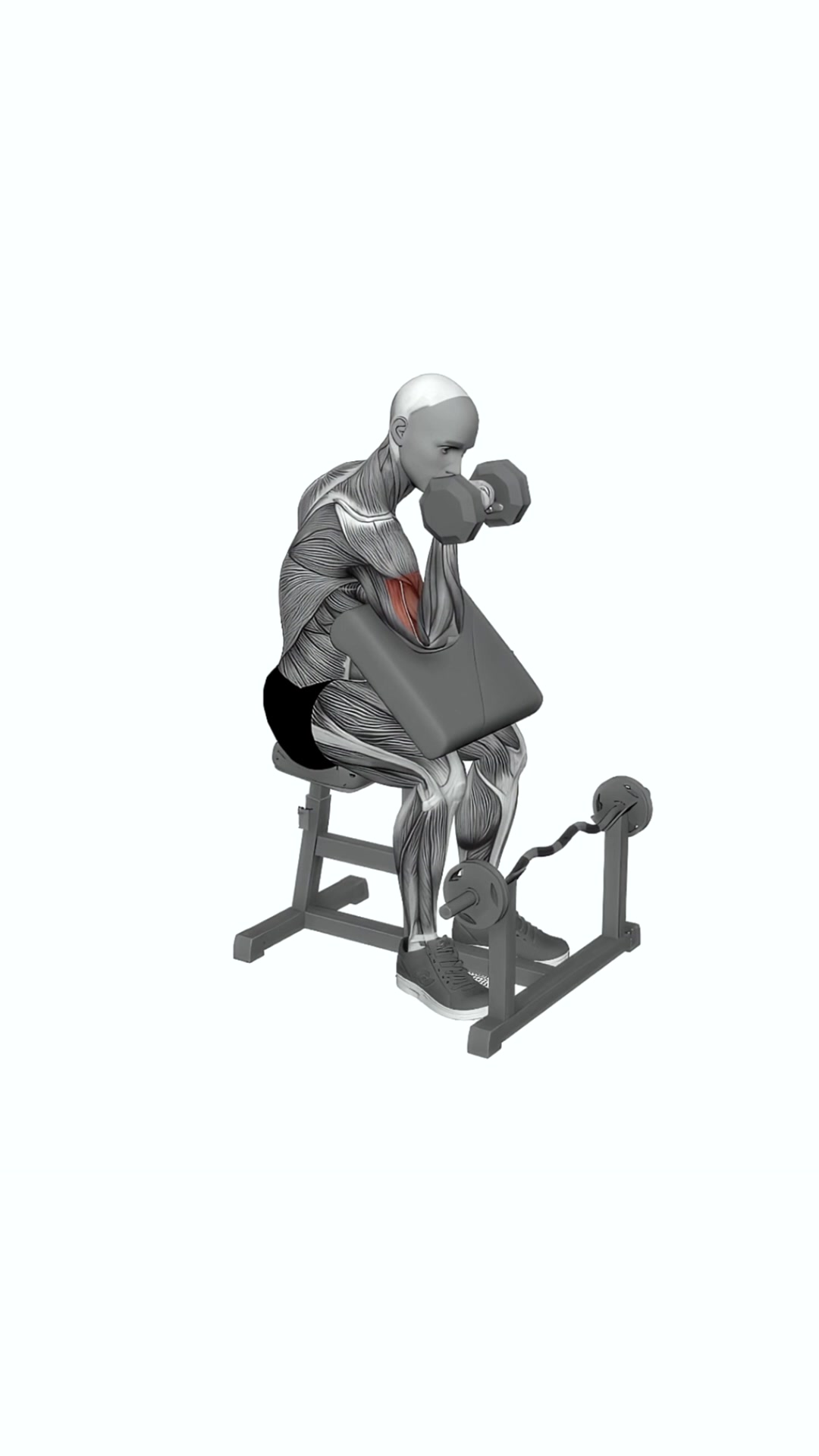 Dumbbell One Arm Reverse Preacher Curl