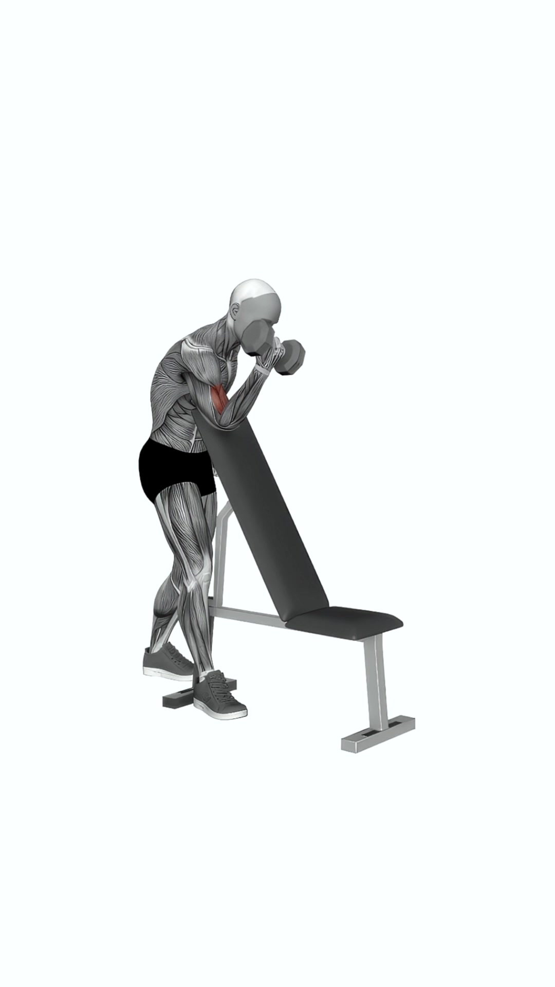 Dumbbell One Arm Zottman Preacher Curl