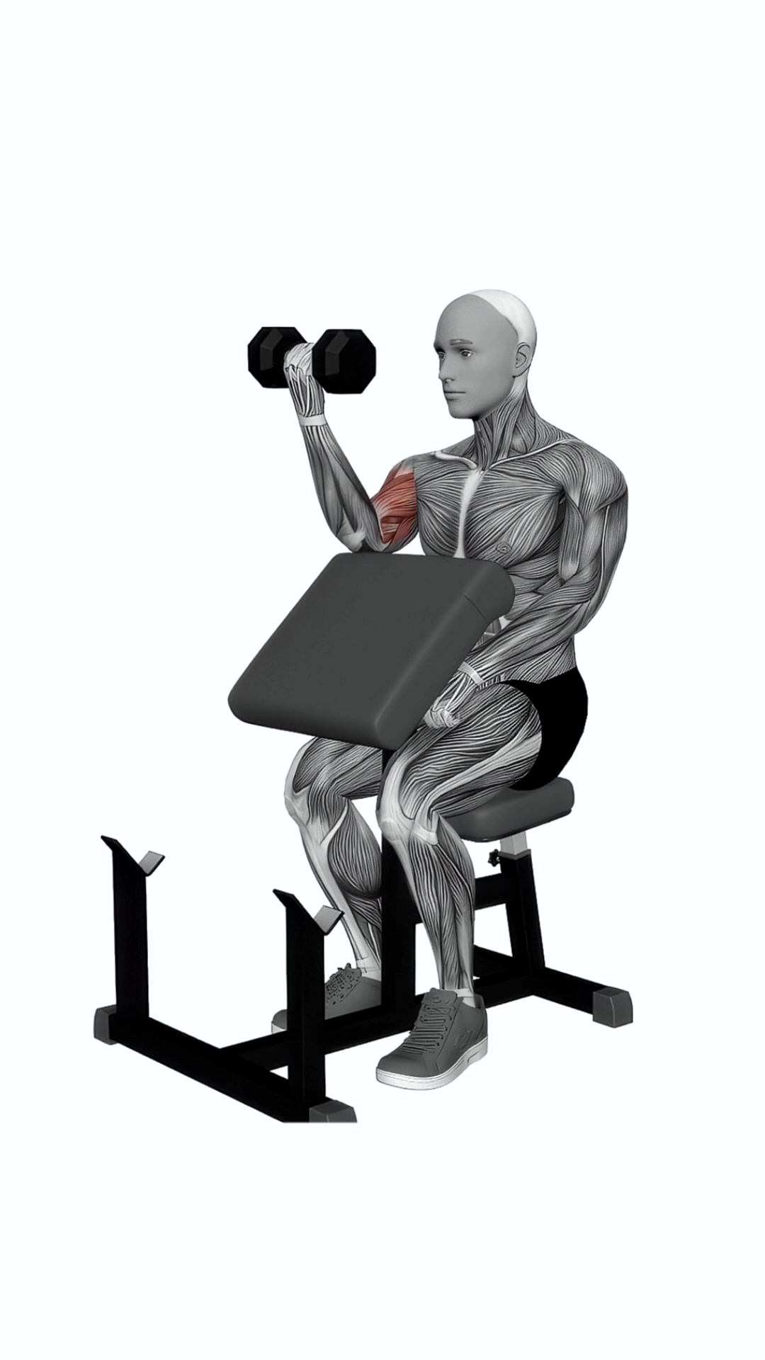 Dumbbell Preacher Curl
