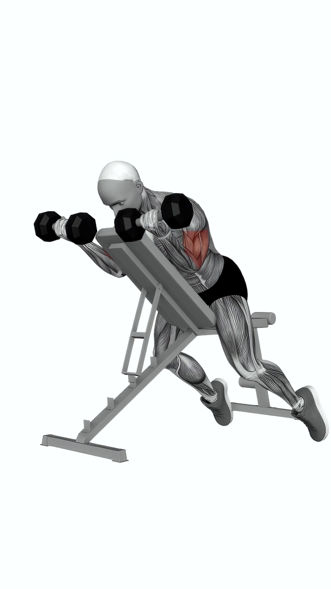Dumbbell Prone Incline Curl