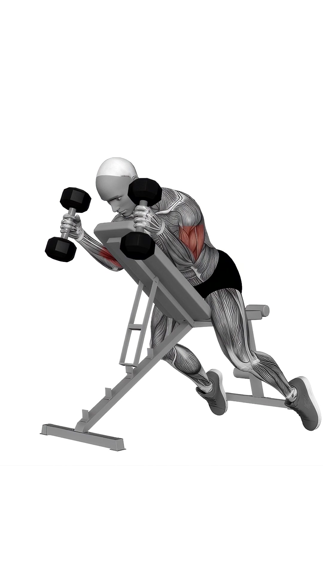 Dumbbell Prone Incline Hammer Curl