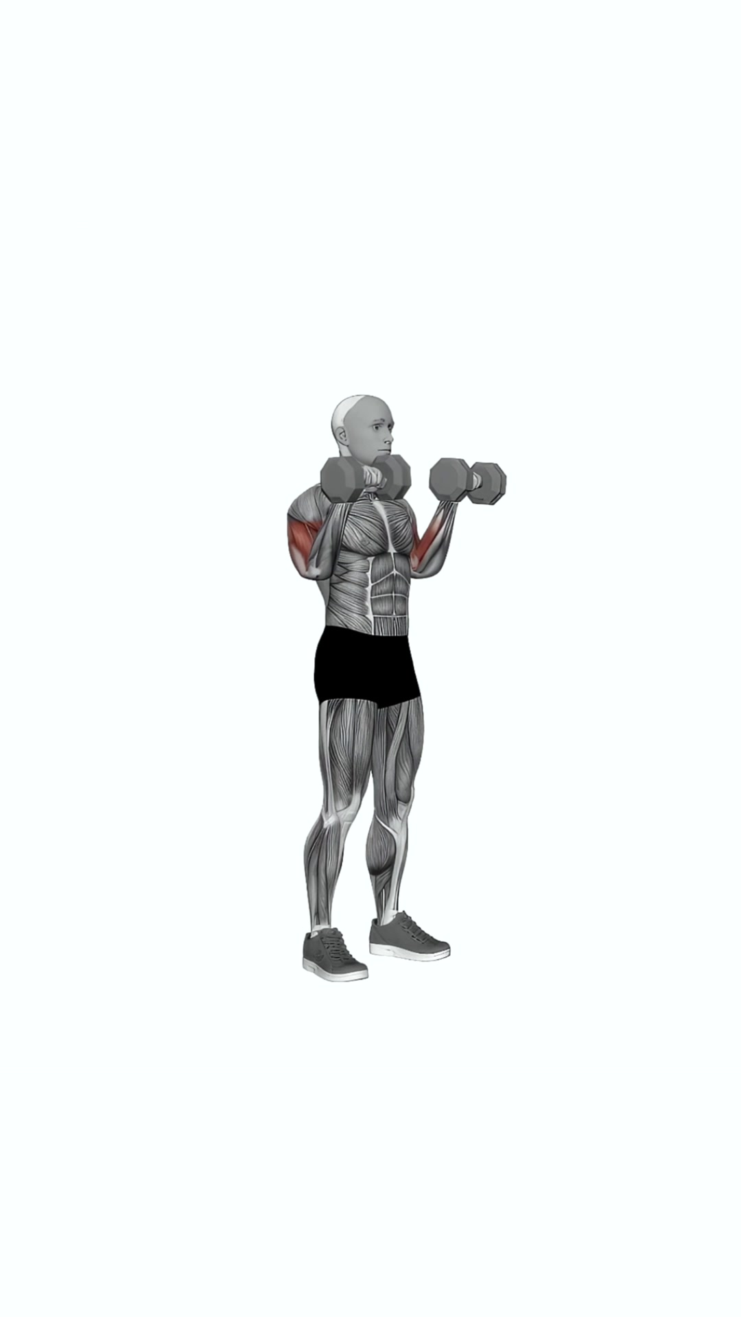 Dumbbell Reverse Grip Biceps Curl
