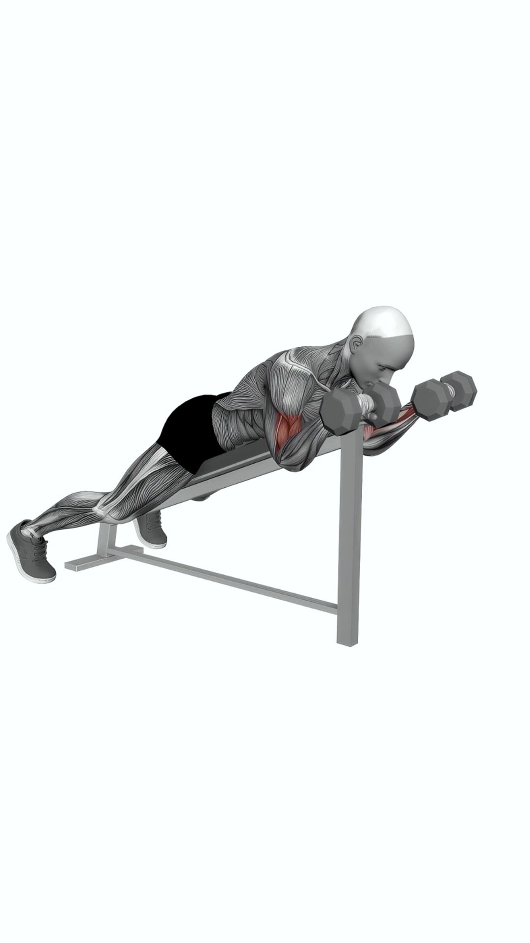 Dumbbell Reverse Spider Curl