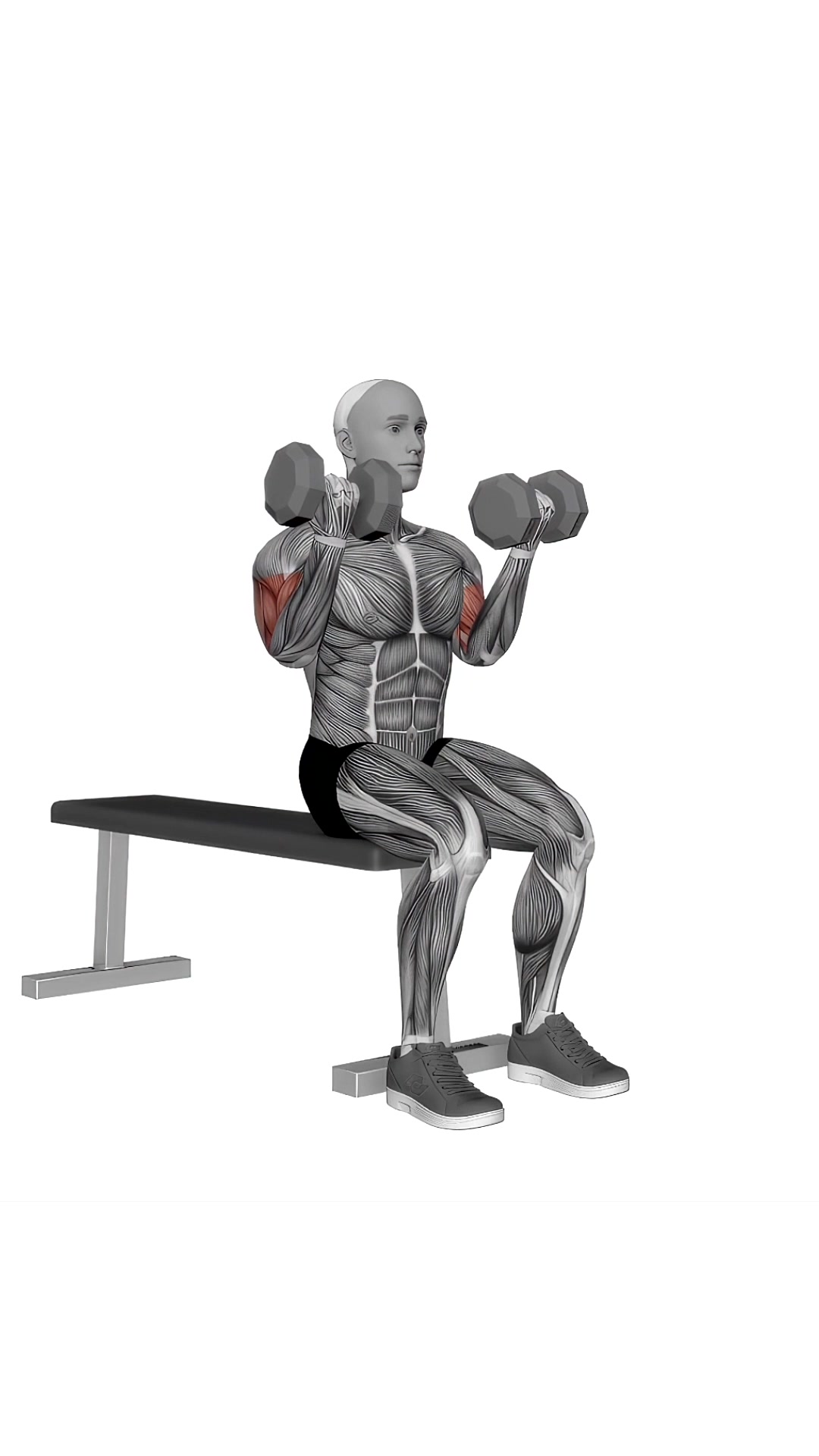 Dumbbell Seated Curl