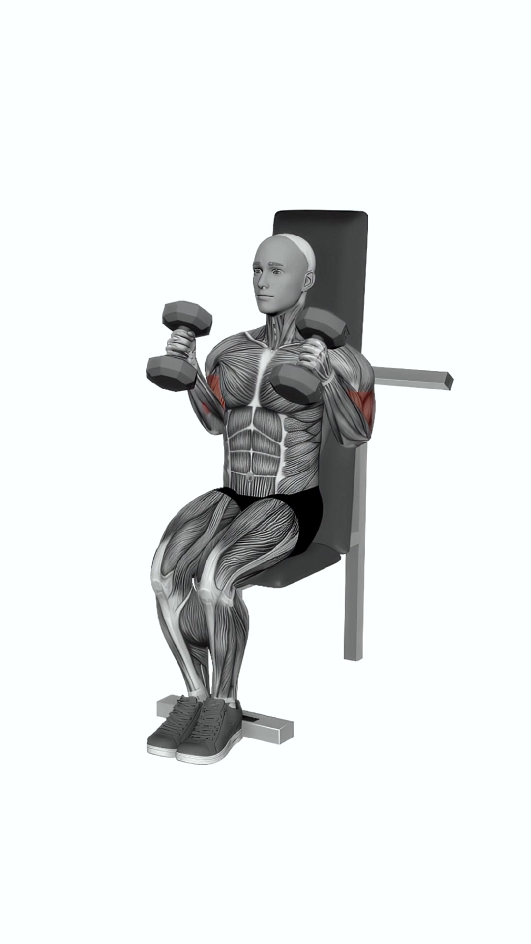 Dumbbell Seated Hammer Curl