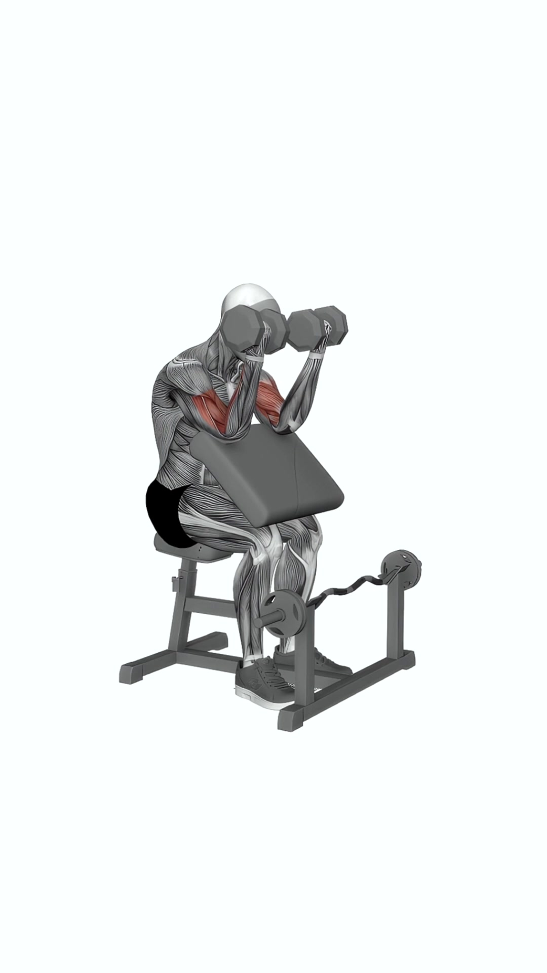 Dumbbell Seated Preacher Curl
