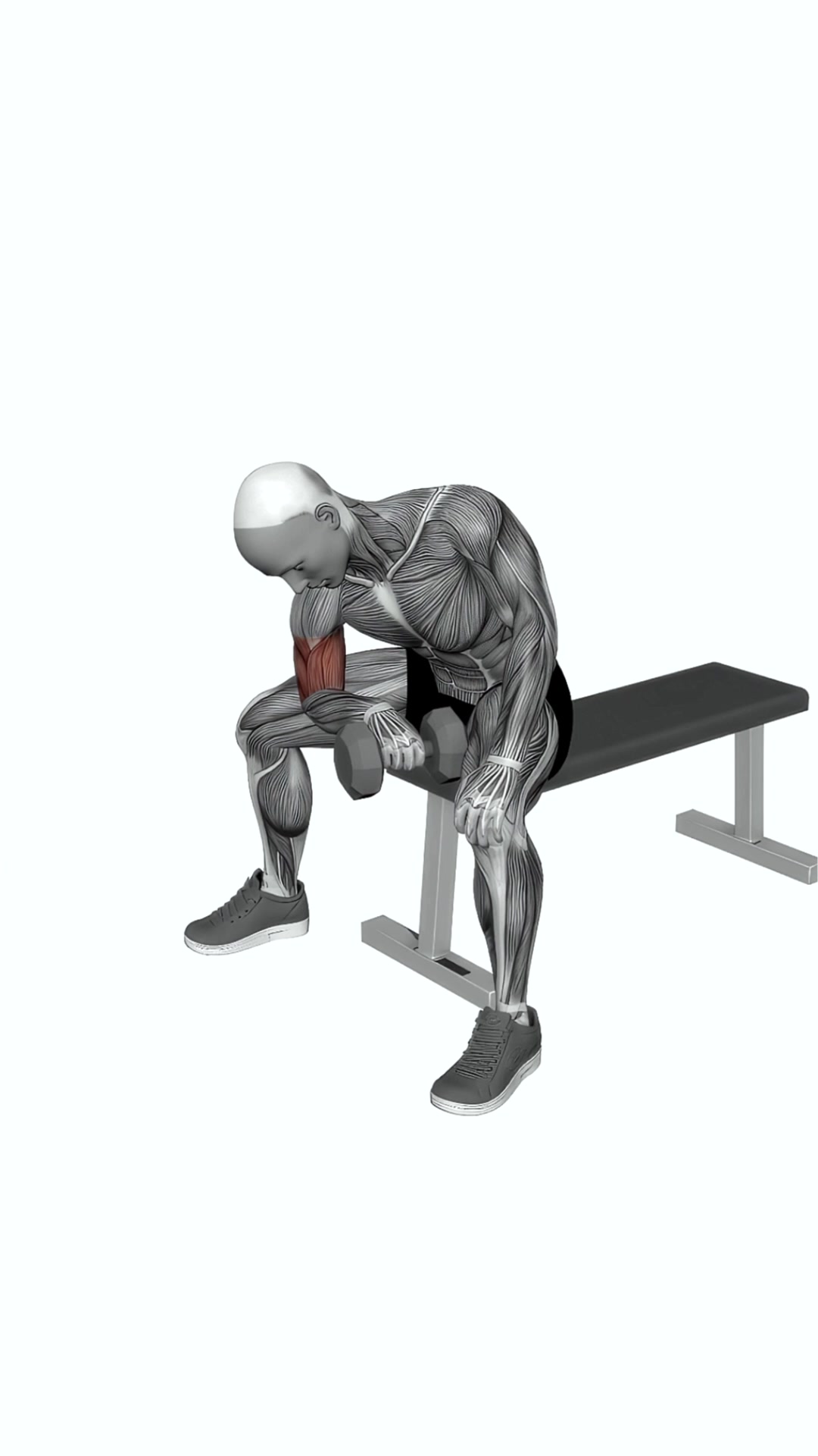 Dumbbell Seated Reverse Grip Concentration Curl