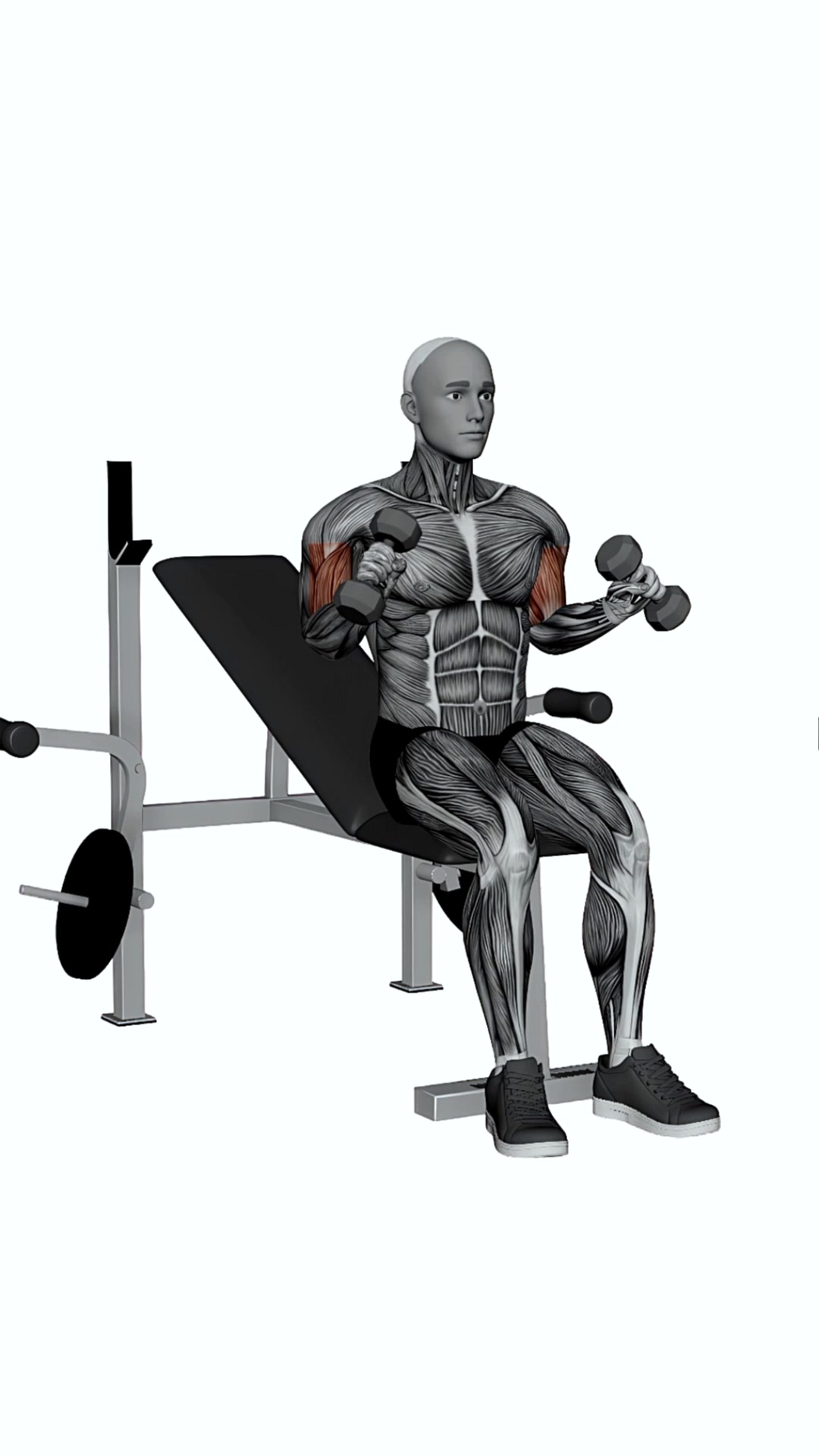 Dumbbell Seated Zottman Curl