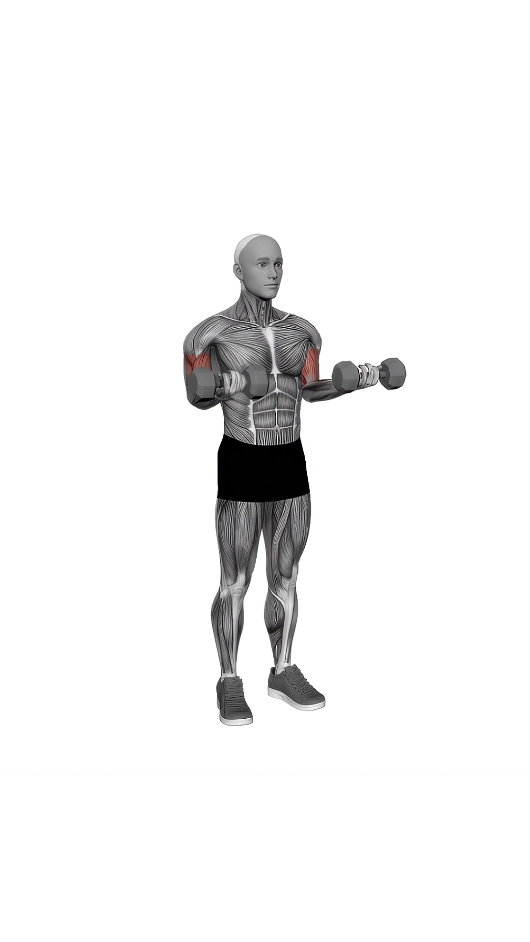 Dumbbell Simultaneous Biceps Curl