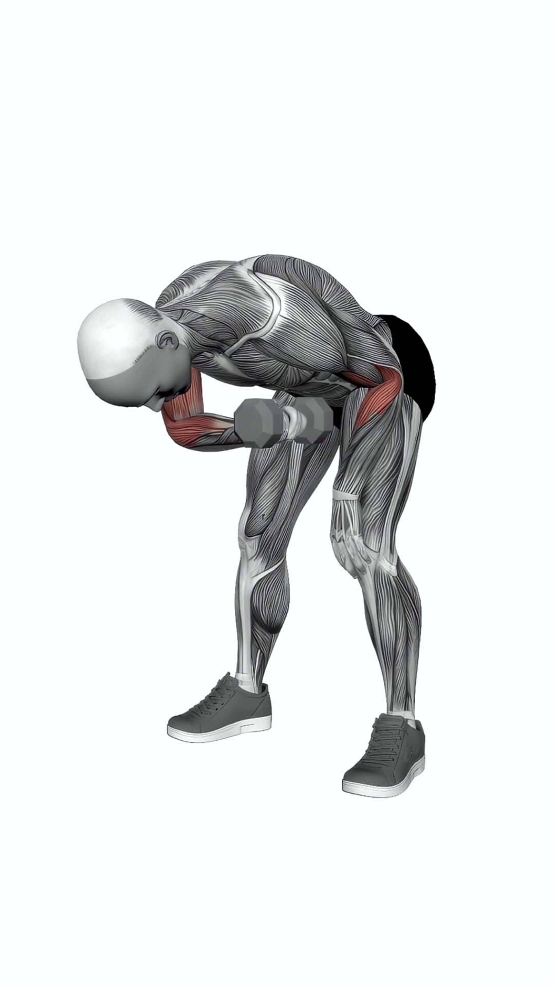 Dumbbell Standing Concentration Curl