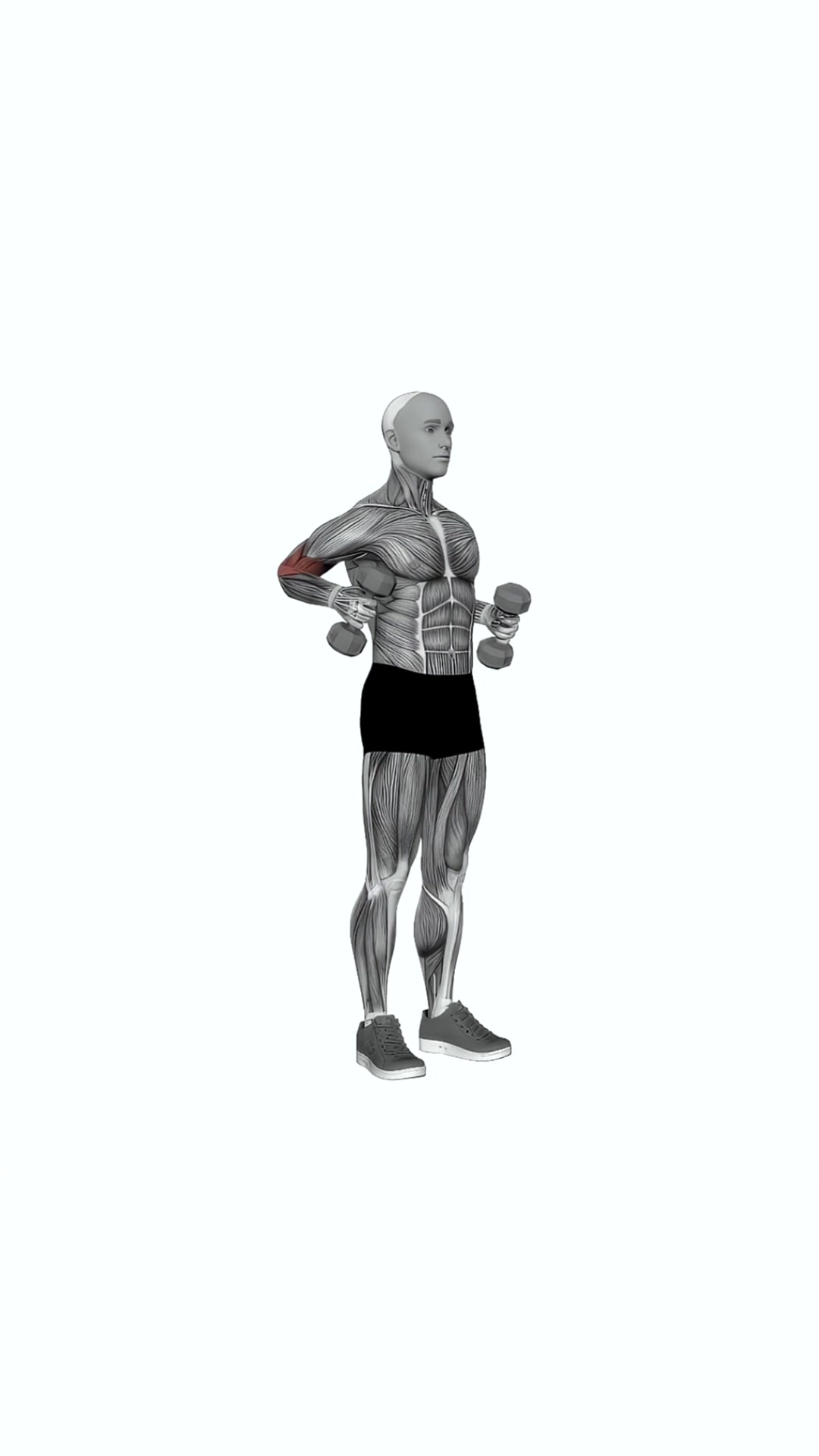 Dumbbell Standing Hammer Drag Curl