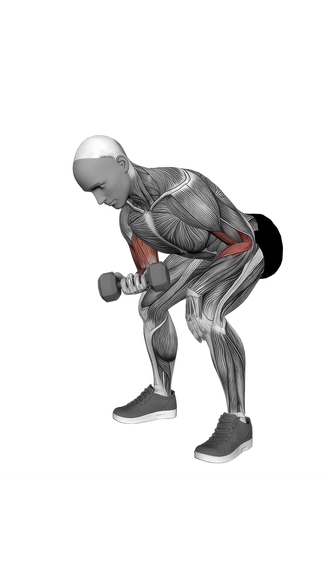 Dumbbell Standing One Arm Concentration Curl