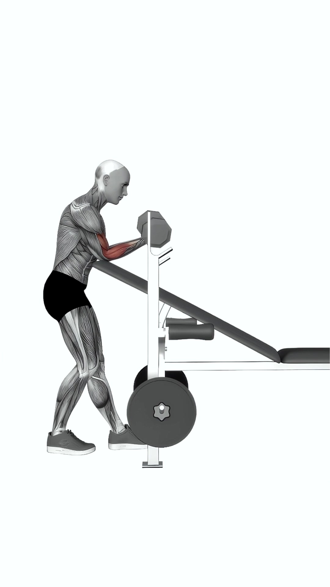 Dumbbell Standing One Arm Curl Over Incline Bench
