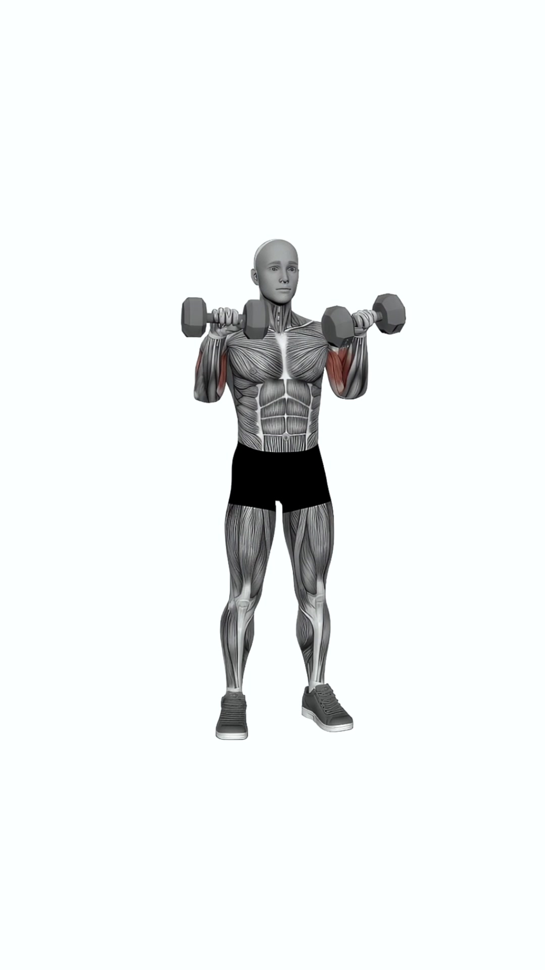 Dumbbell Standing Reverse Curl