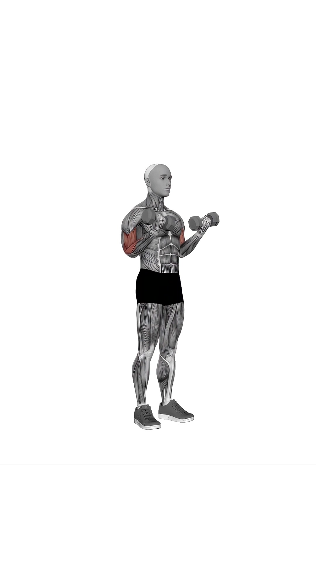 Dumbbell Standing Simultaneous Biceps Curl