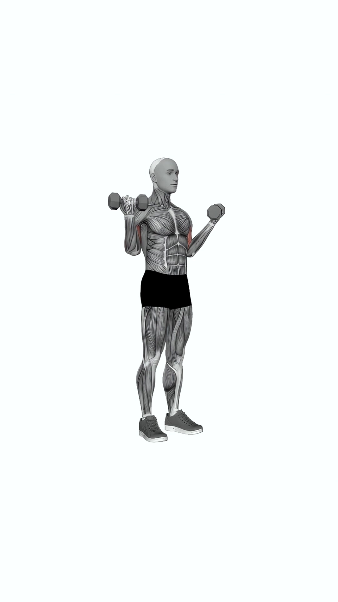 Dumbbell Standing Wide Simultaneous Biceps Curl