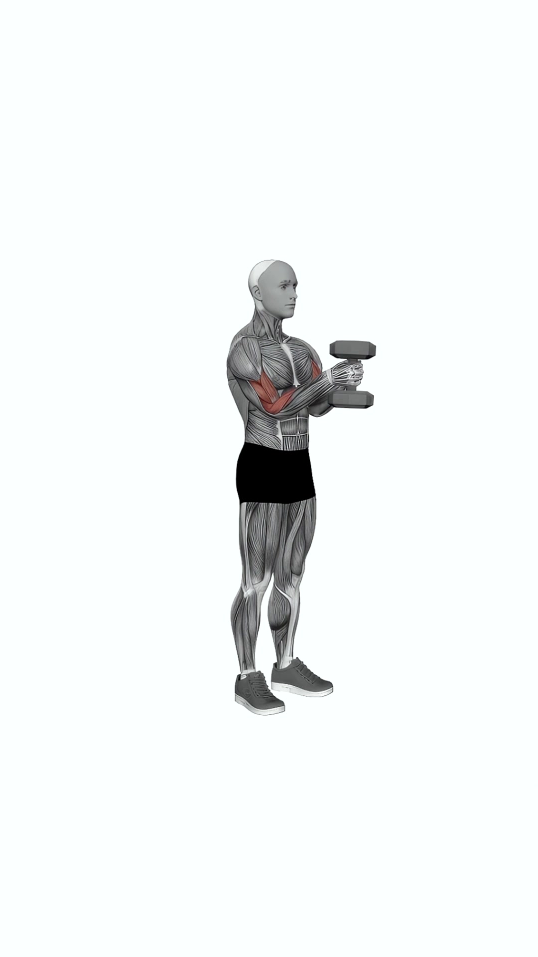 Dumbbell Waiter Biceps Curl