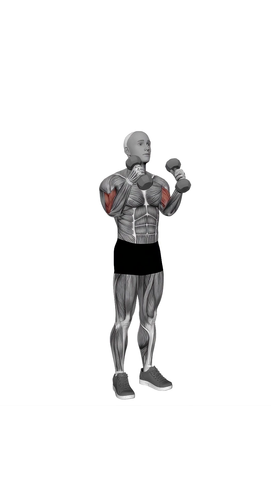 Dumbbell Zottman Curl