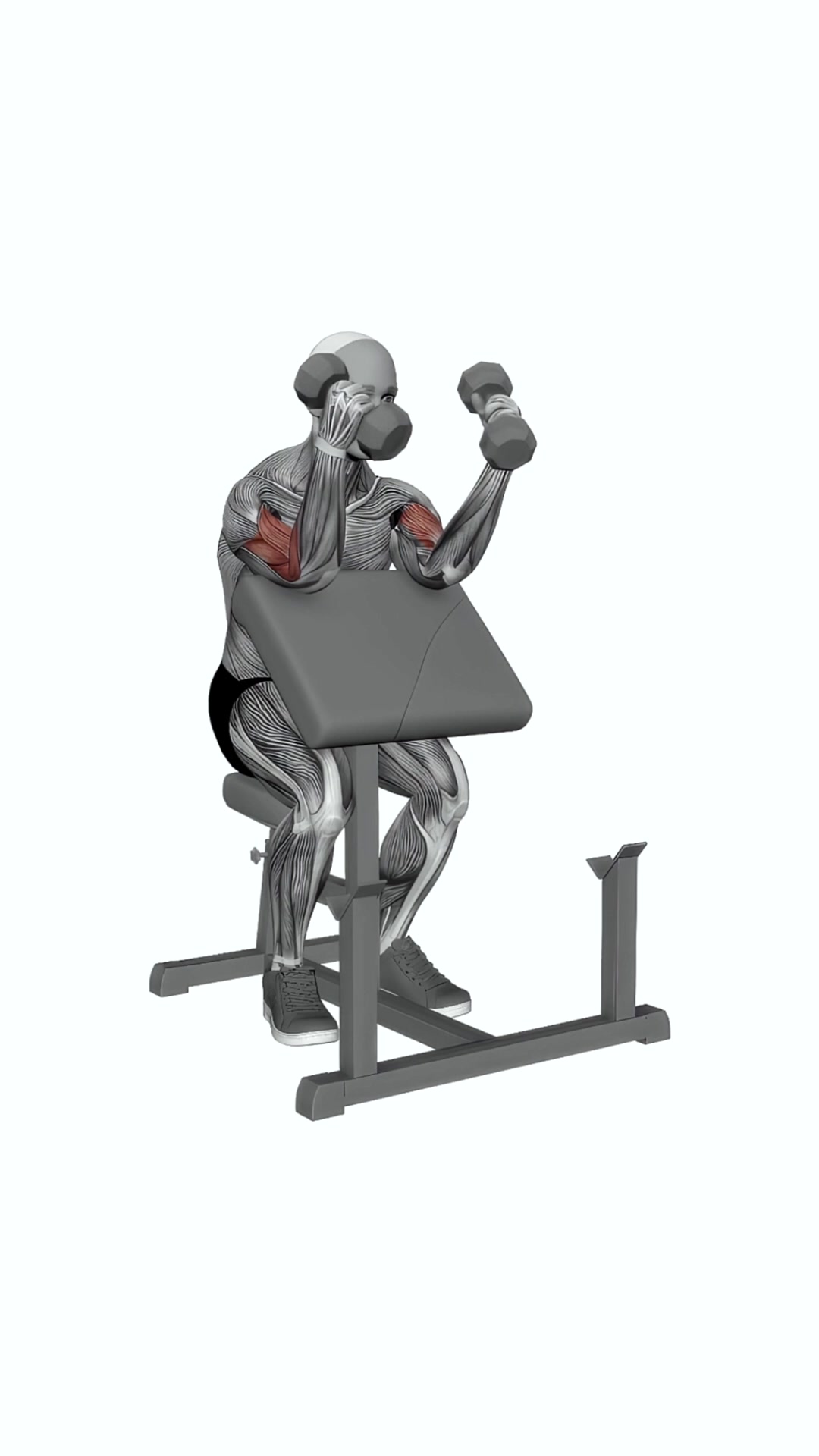 Dumbbell Zottman Preacher Curl