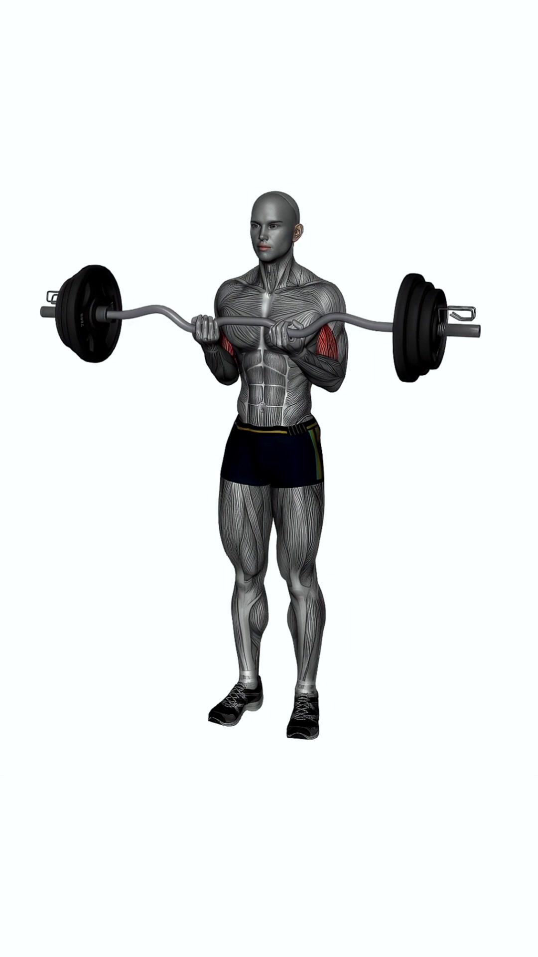 Ez Bar Biceps Curl Close Grip