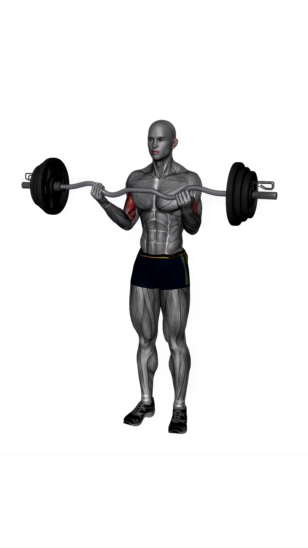 Ez Bar Biceps Curl Normal Grip