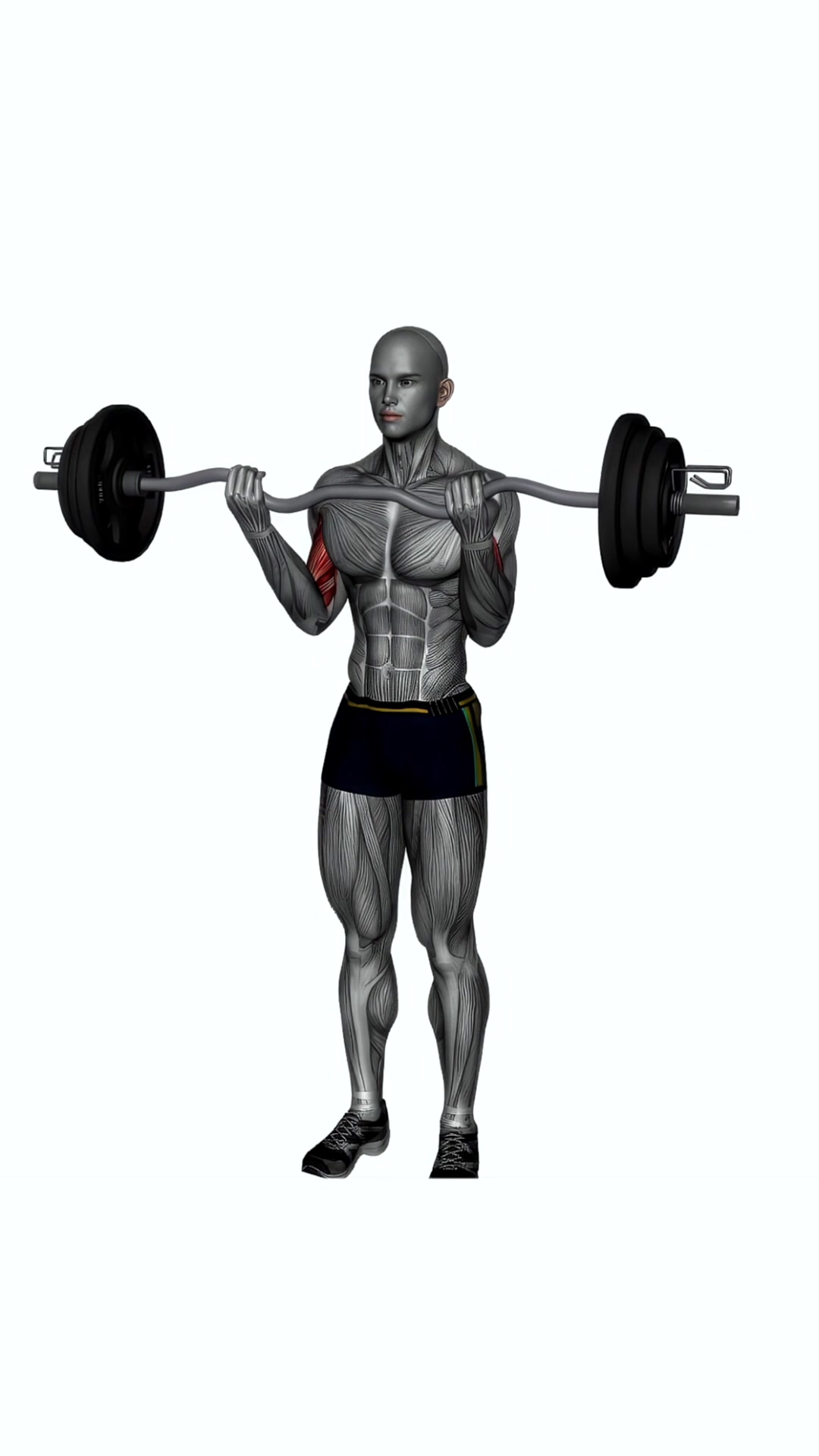 Ez Bar Biceps Curl Wide Grip