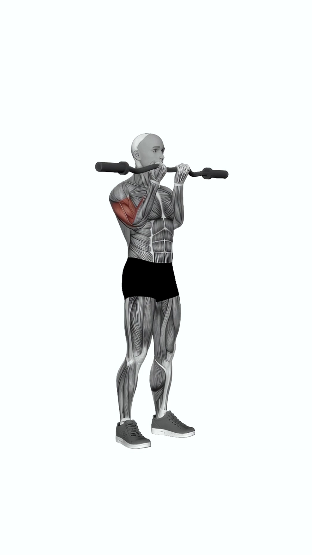 Ez Barbell Close Grip Curl