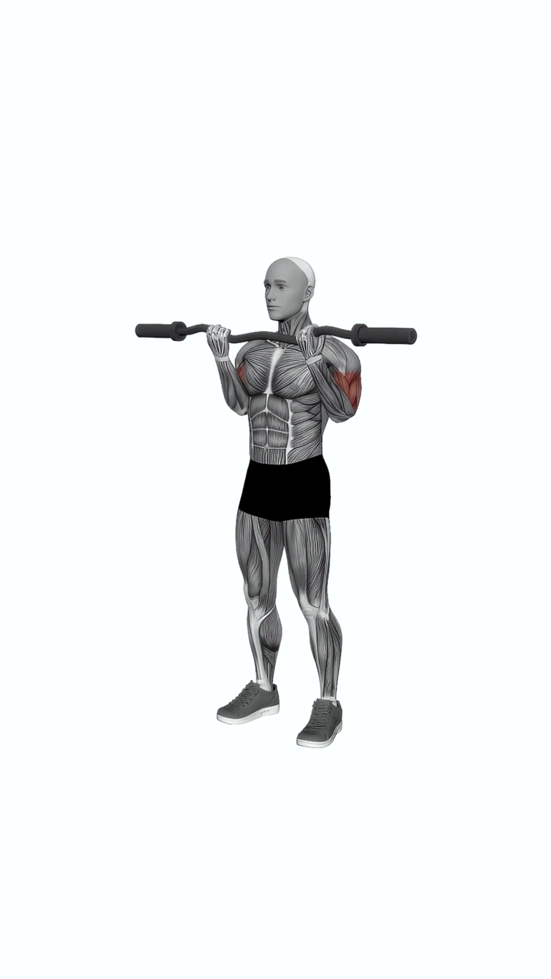 Ez Barbell Curl