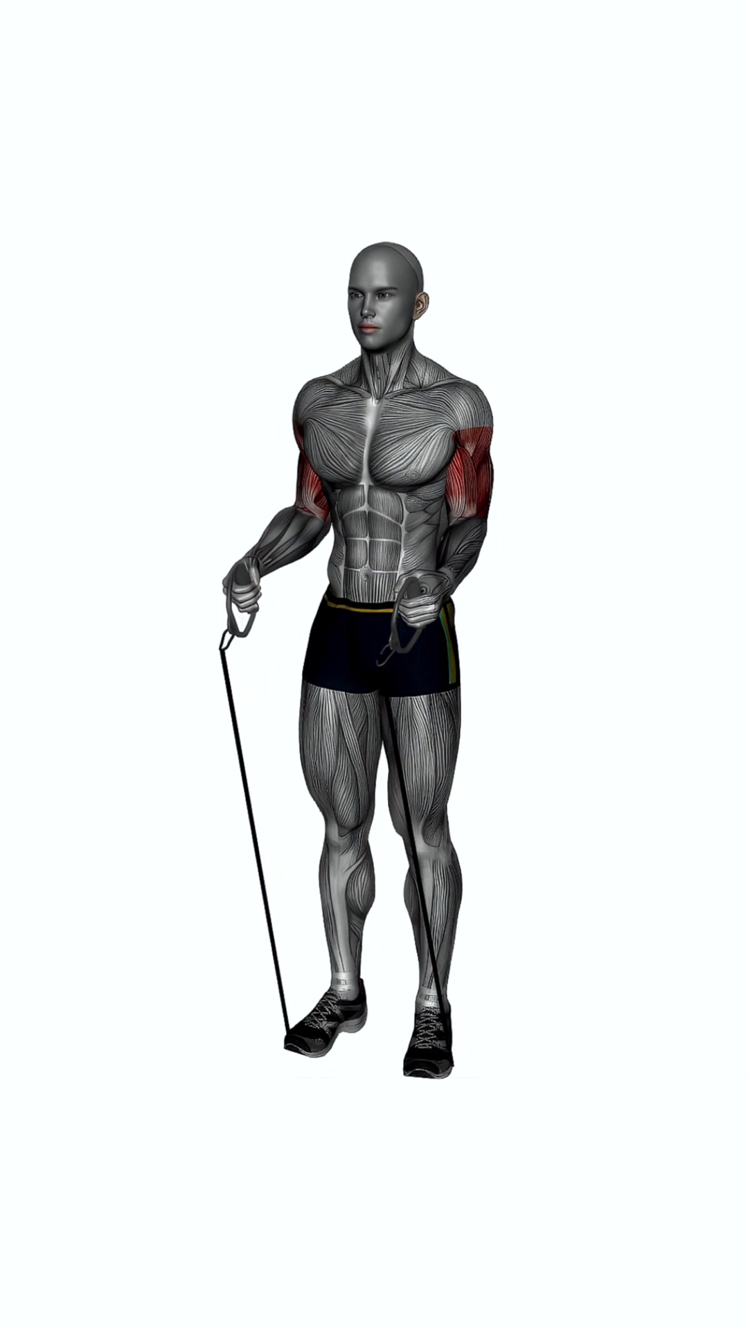 Hammer Curl Resistance Band Simultaneous