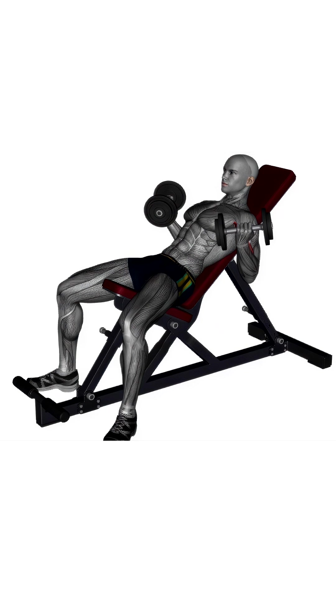 Incline Dumbbell Curl
