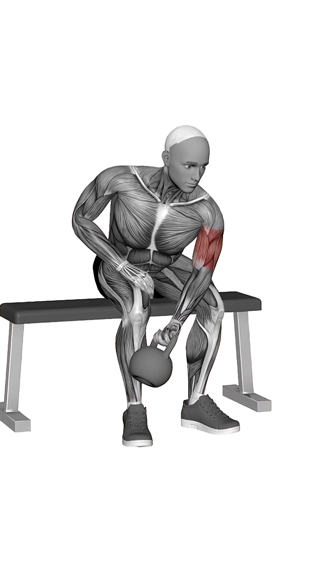 Kettlebell Concentration Curl