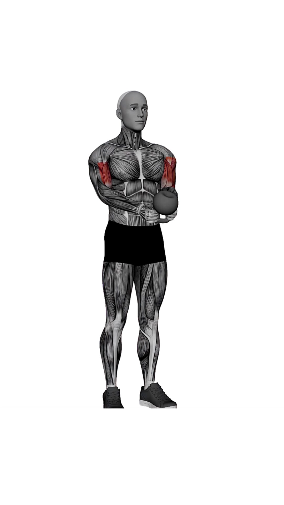 Kettlebell Curl