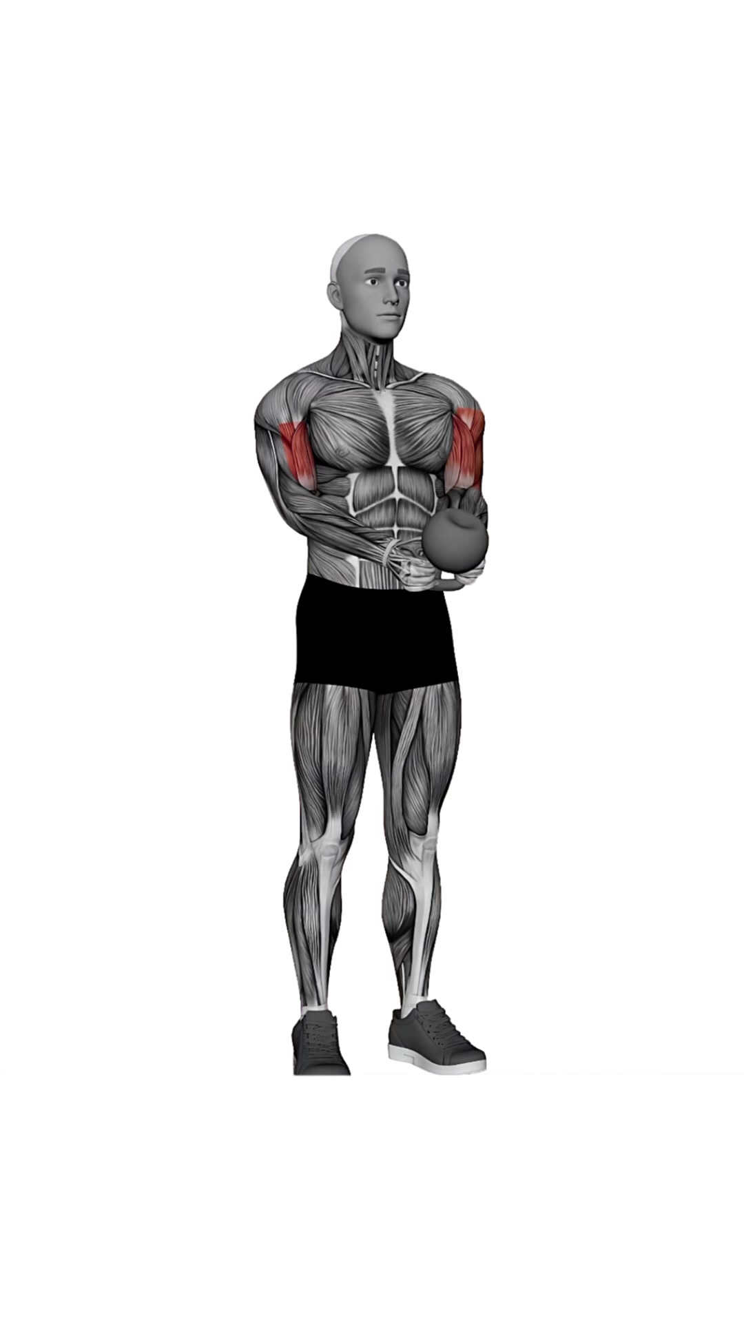 Kettlebell Goblet Curl