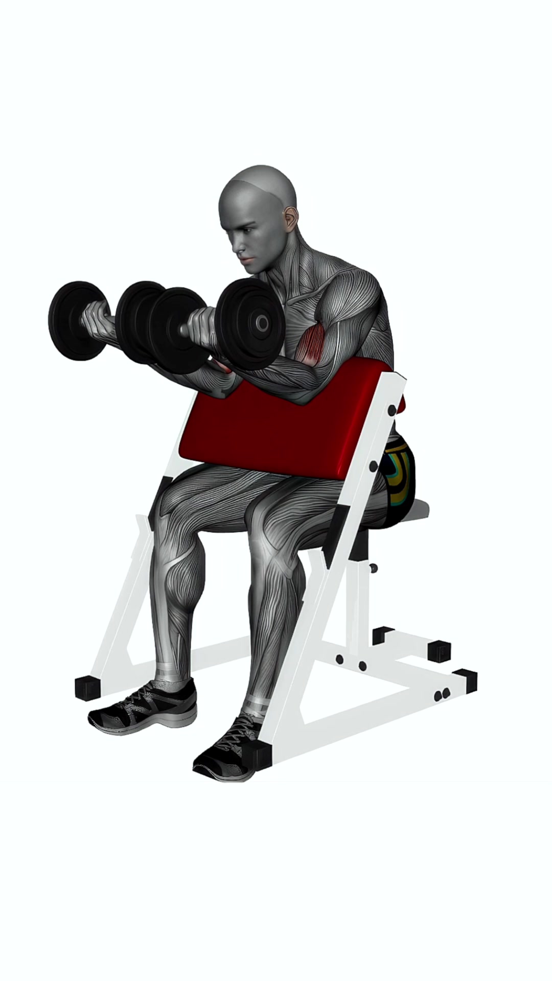 Preacher Curl Dumbbells Simultaneous