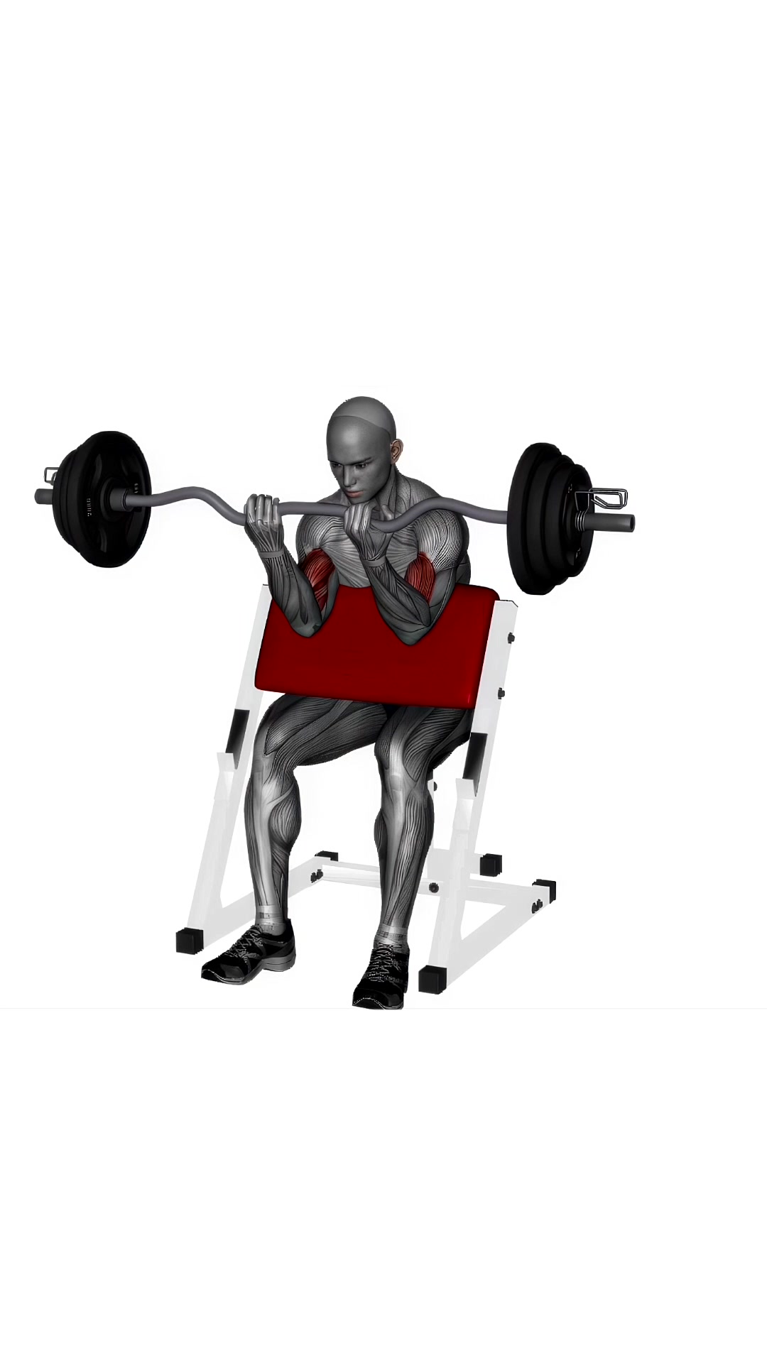 Preacher Curl Ez Bar Close Grip