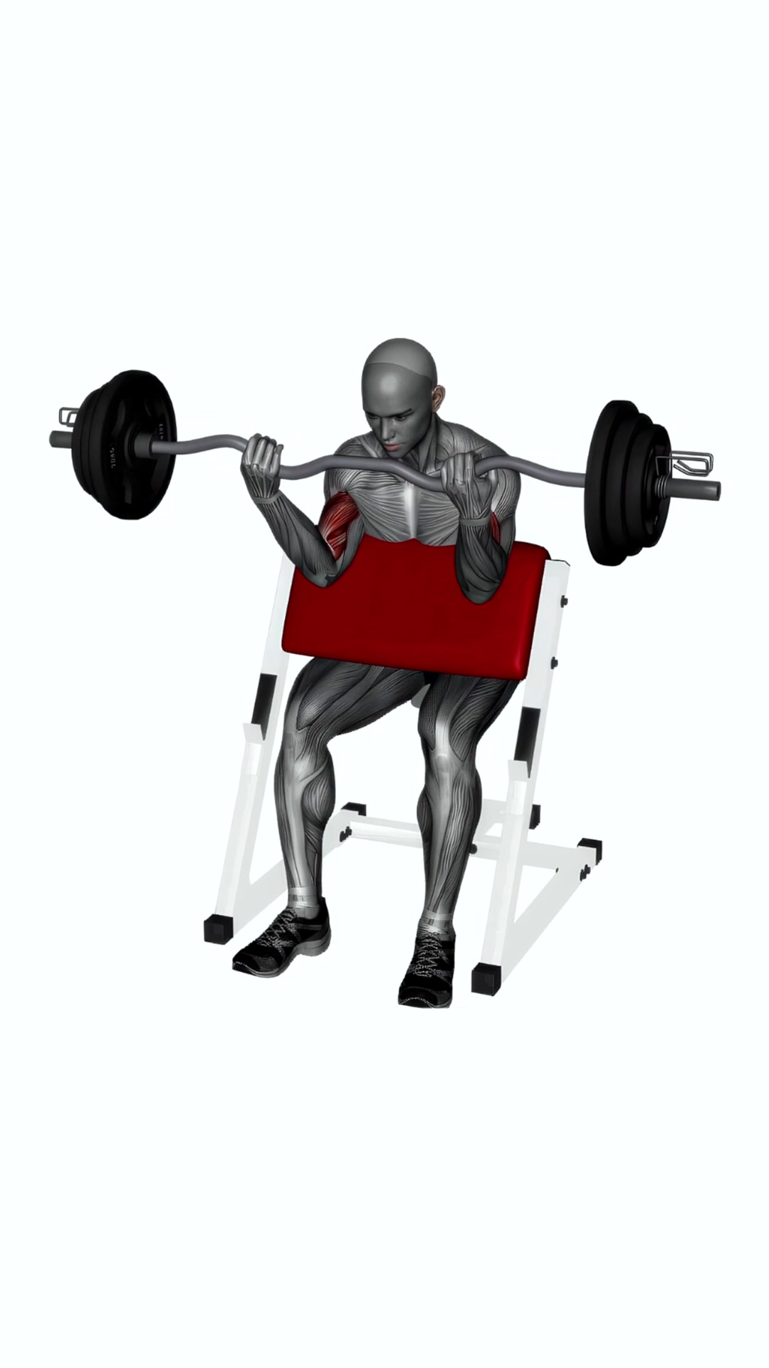 Preacher Curl Ez Bar Wide Grip