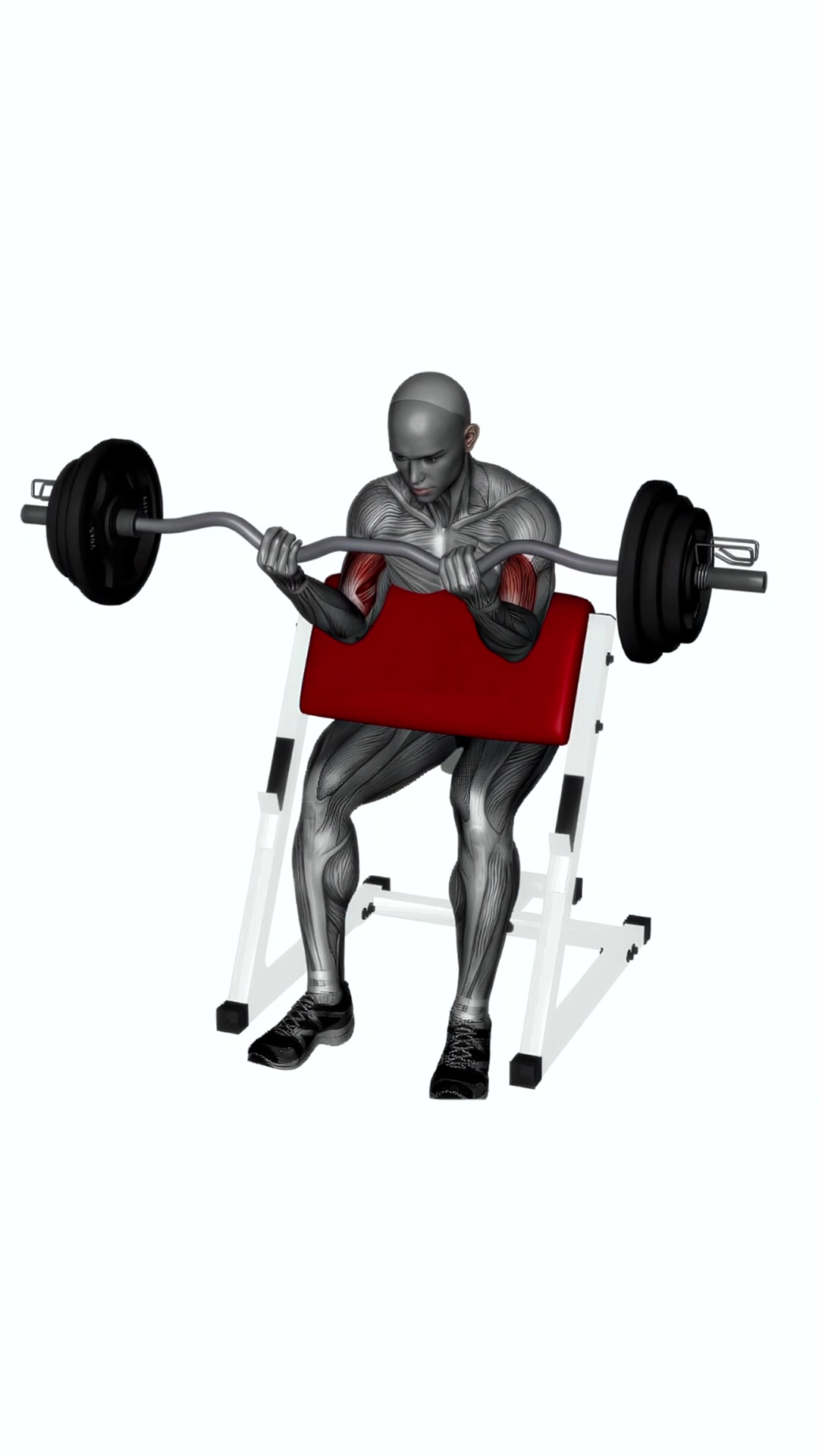 Preacher Curl Ez Bar