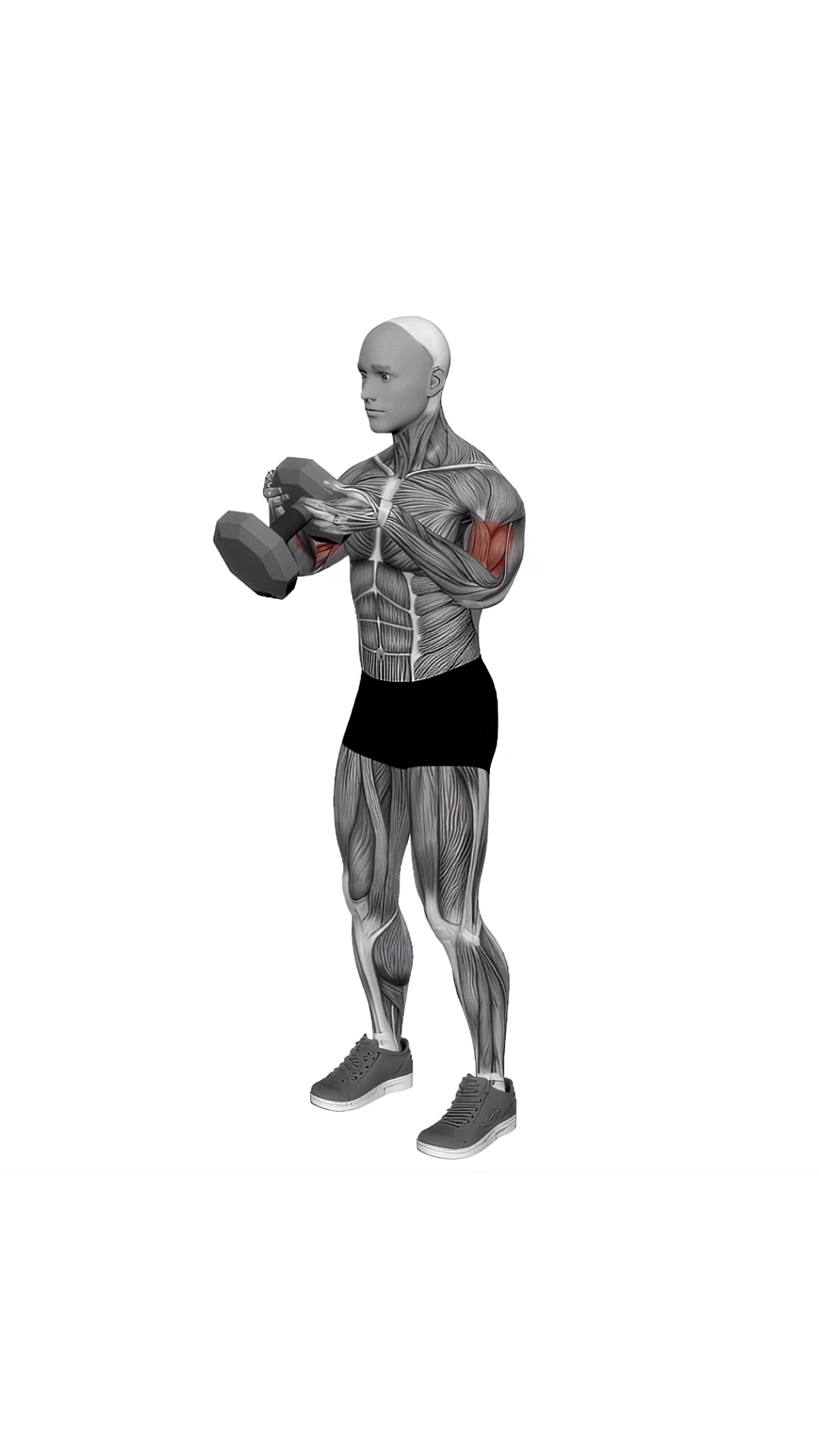 Single Dumbbell Biceps Curls
