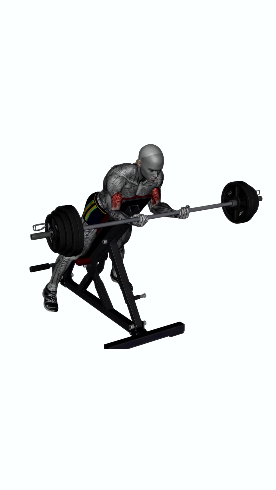 Spider Curl Barbell