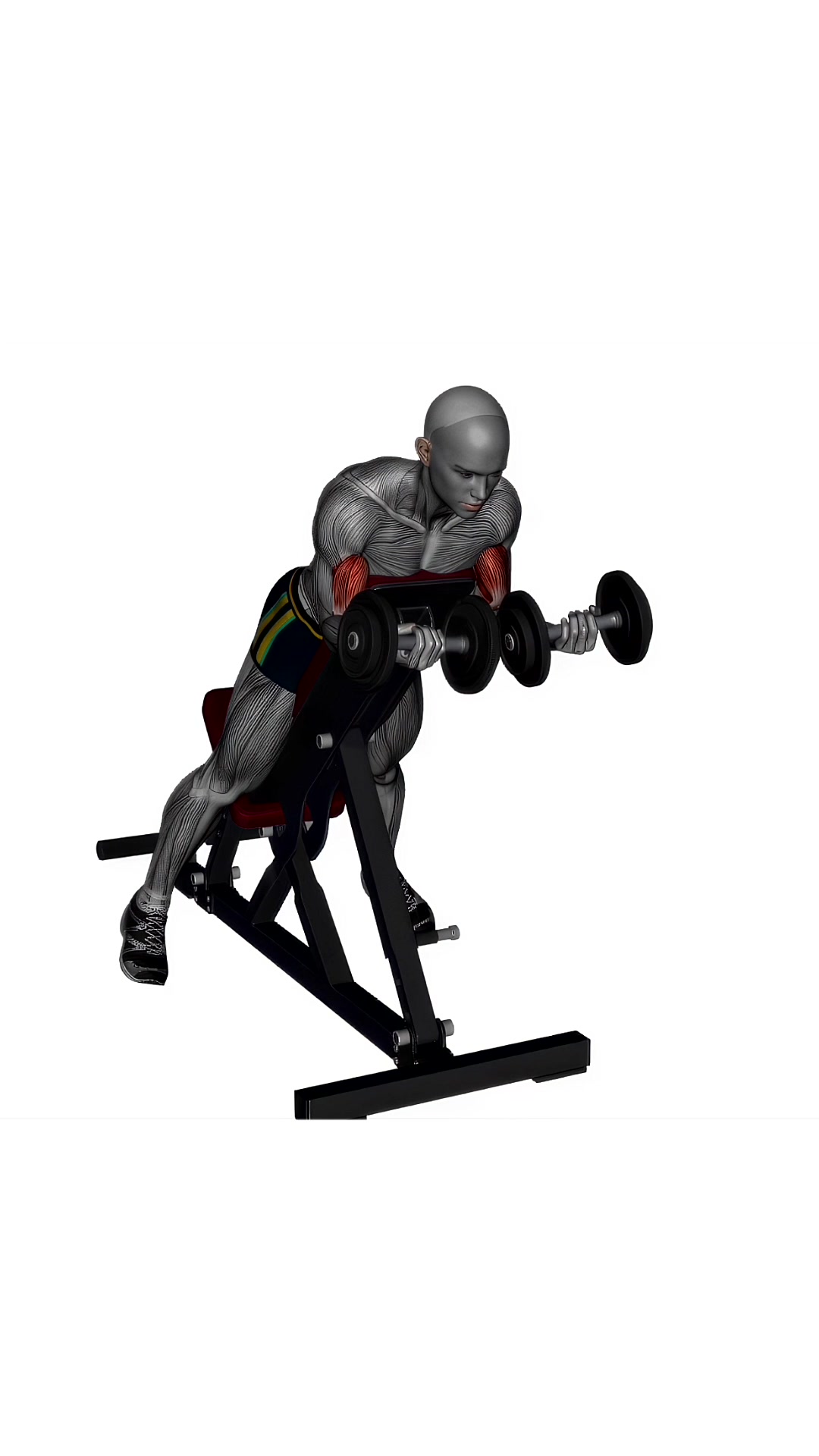 Spider Curl Dumbbells Simultaneous