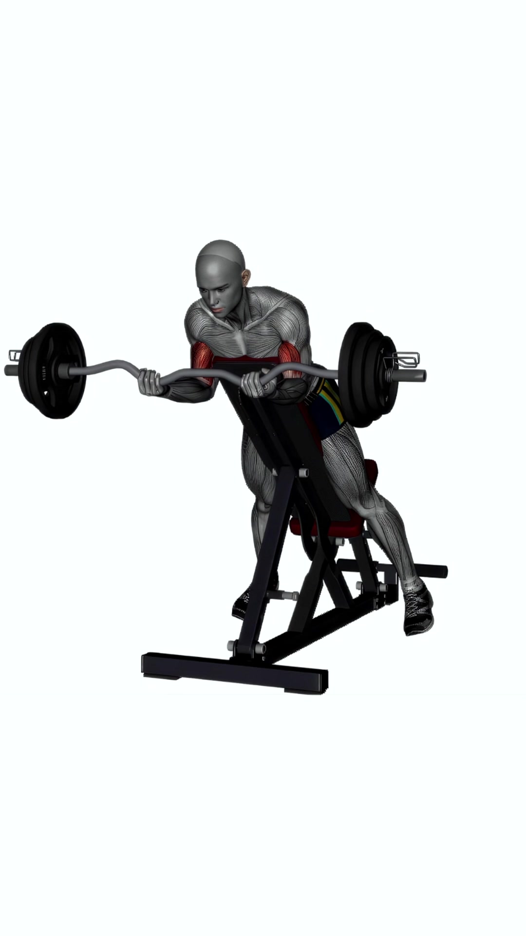 Spider Curl Ez Bar