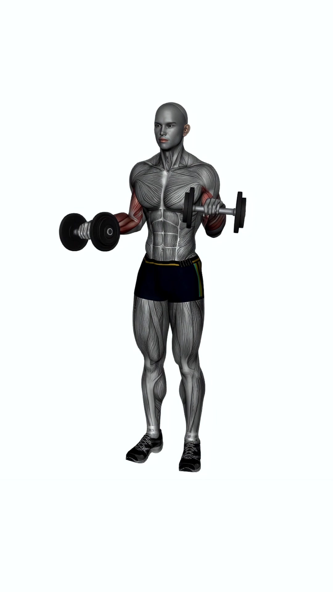 Zotman Curls Dumbbell Simultaneous