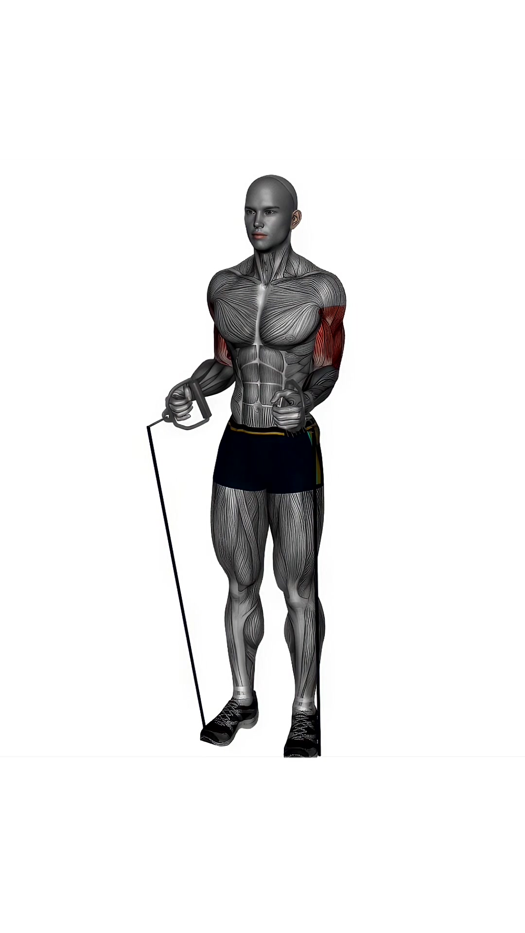 Zotman Curls Resistance Band Simultaneous