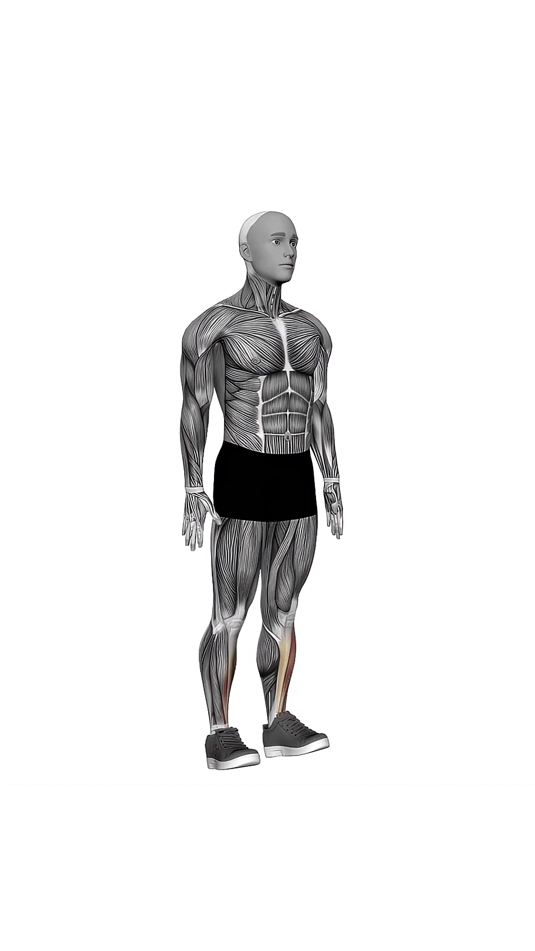 Ankle Dorsal Flexion