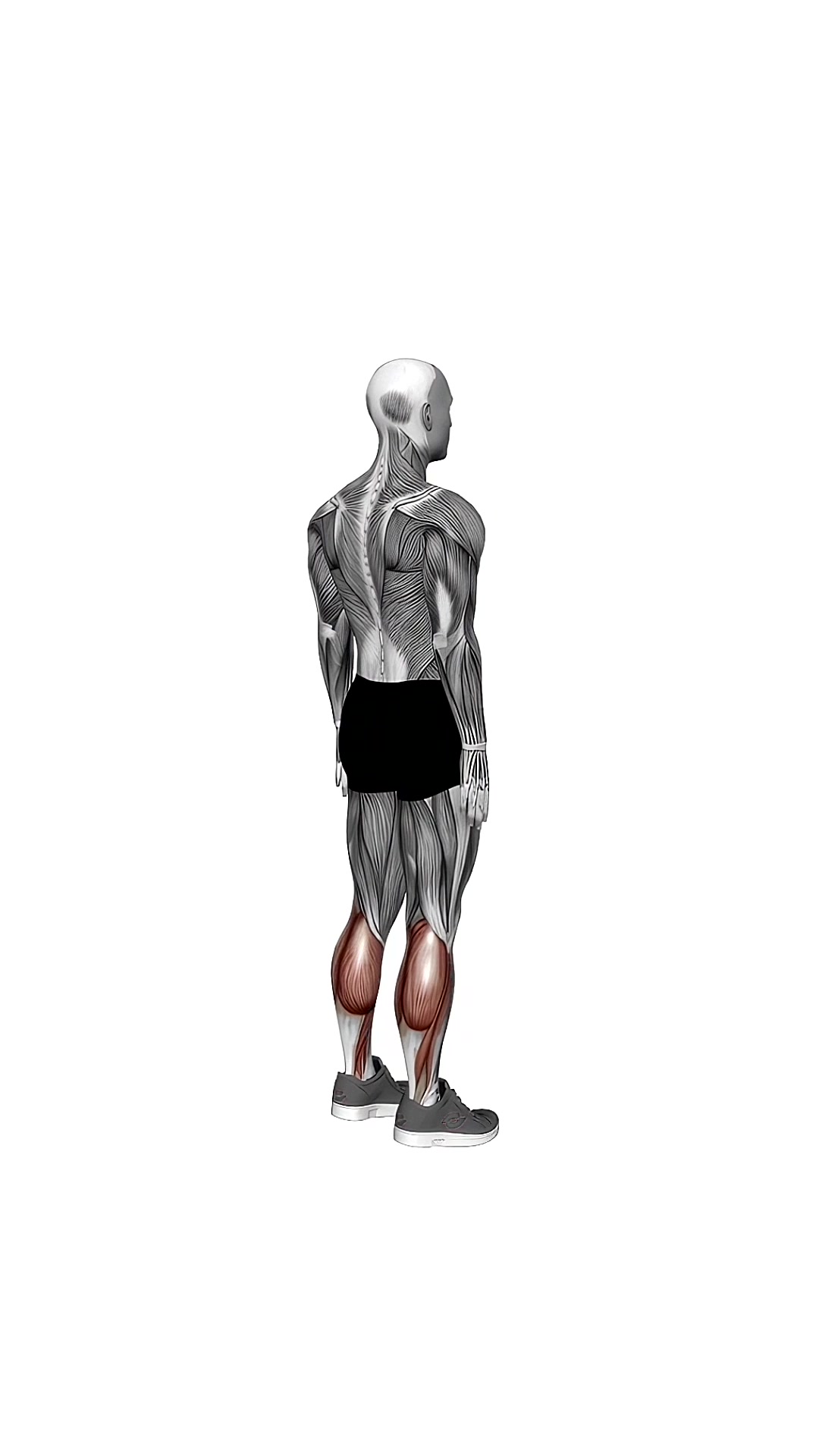 Ankle Plantar Flexion